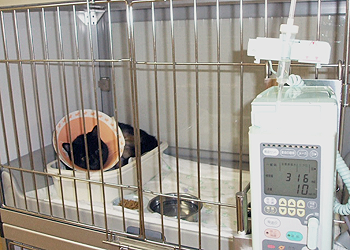 猫の入院と輸液ポンプ アリスどうぶつ病院
